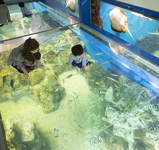 越前松島水族館