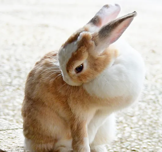 月うさぎの里