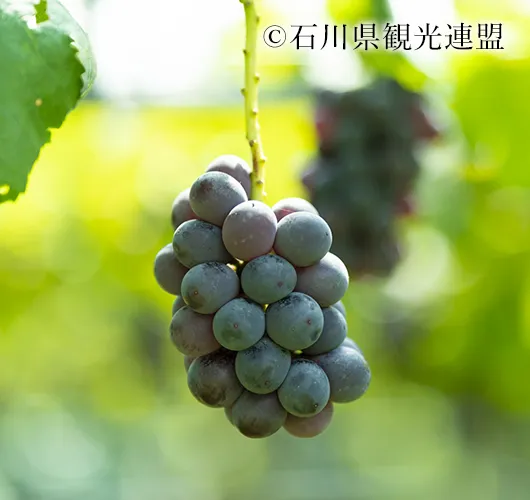 加賀フルーツランド &copy; 石川県観光連盟